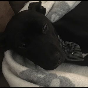 Meet your Posher, Les